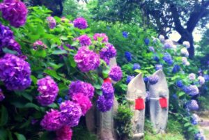 矢田寺の紫陽花とお地蔵さん