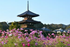 奈良法起寺のコスモス